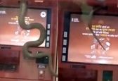 مار 2 متری در دستگاه عابربانک چه می‌کرد؟ +عکس