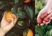 همکاری نزدیک شیریک با اولین نمایشگاه تخصصی صنعت میوه و سبزیجات کشور