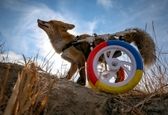 راه رفتن روباه معلول +عکس