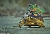 لاک پشت سواری قورباغه تنبل سوژه شد+تصاویر
