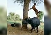 سوار شدن حرفه ای بز روی بوفالو برای خوردن غذا! +عکس