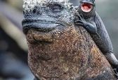 رفاقت دیدنی و جالب ایگوانا و مارمولک‌+عکس