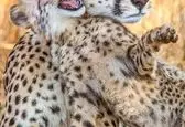 بازی بانمک توله یوزپلنگ ها +عکس