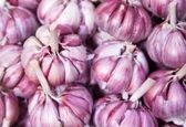 بهترین راه و روش خوردن سیر خام چیست؟